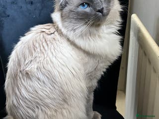 Ragdoll cats PROVEN LARGE STUD BIG LITTERS in Batley - Advert 6