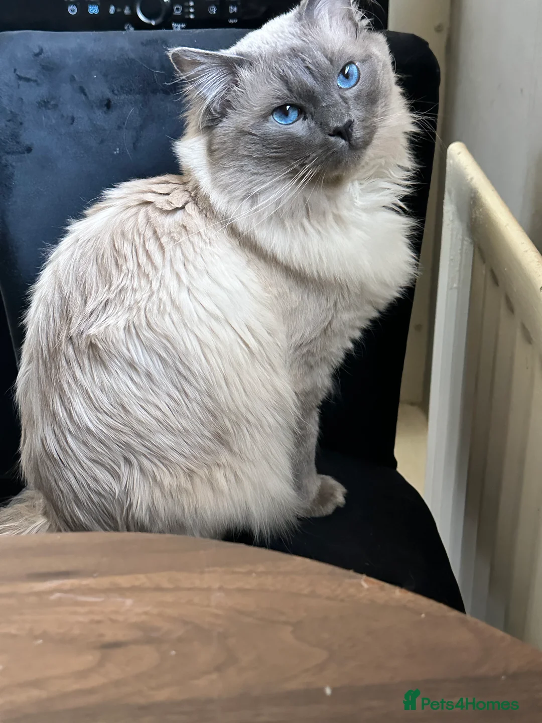 Ragdoll cats for stud: PROVEN LARGE STUD BIG LITTERS in Batley - Advert 1