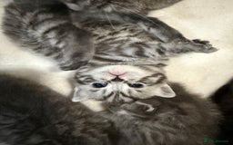 Scottish Fold cats for sale: Scottish fold kittens  - Image 25