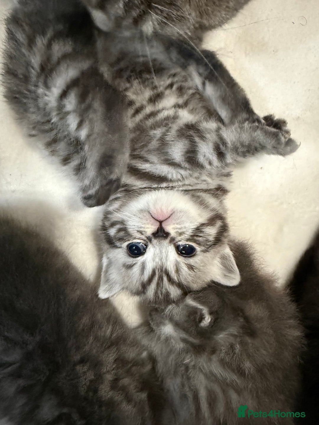Scottish Fold cats for sale: Scottish fold kittens  - Image 25
