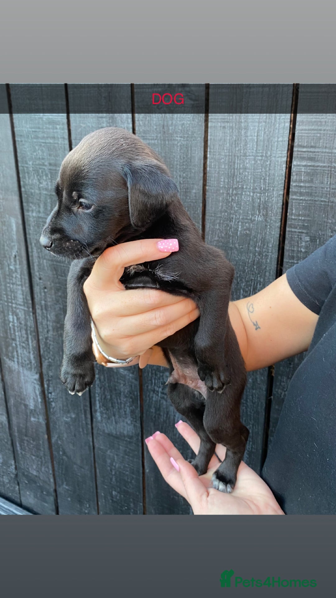 Lurcher dogs for sale: Lurcher puppies  - Image 6
