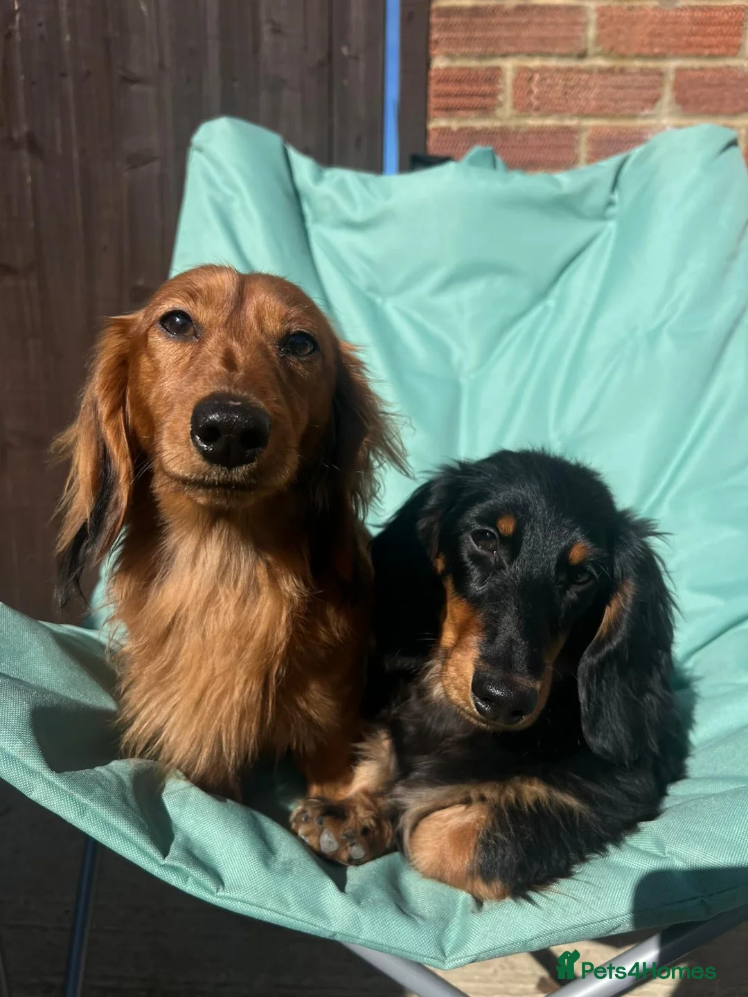 Miniature Dachshund dogs for sale: Miniature dachshund  in Newbury - Advert 8