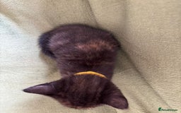 Domestic Shorthair cats for sale: Beautiful kittens available  - Image 3