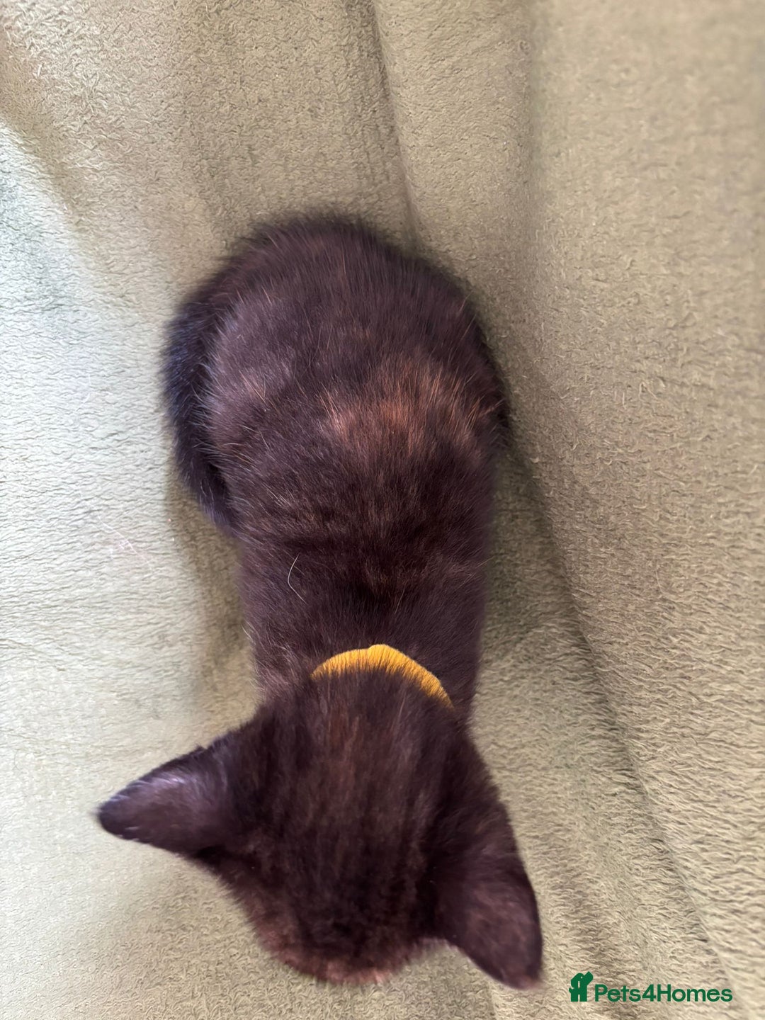 Domestic Shorthair cats for sale: Beautiful kittens available  - Image 3