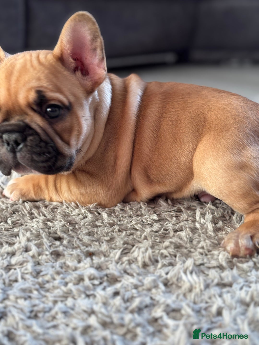 French Bulldog dogs for sale:  AMAZING PUPS  - Advert 35
