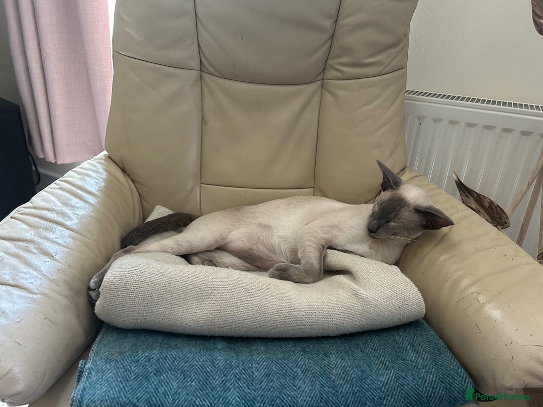 Oriental cats for sale: Oriental and Siamese cats for adoption - Image 4