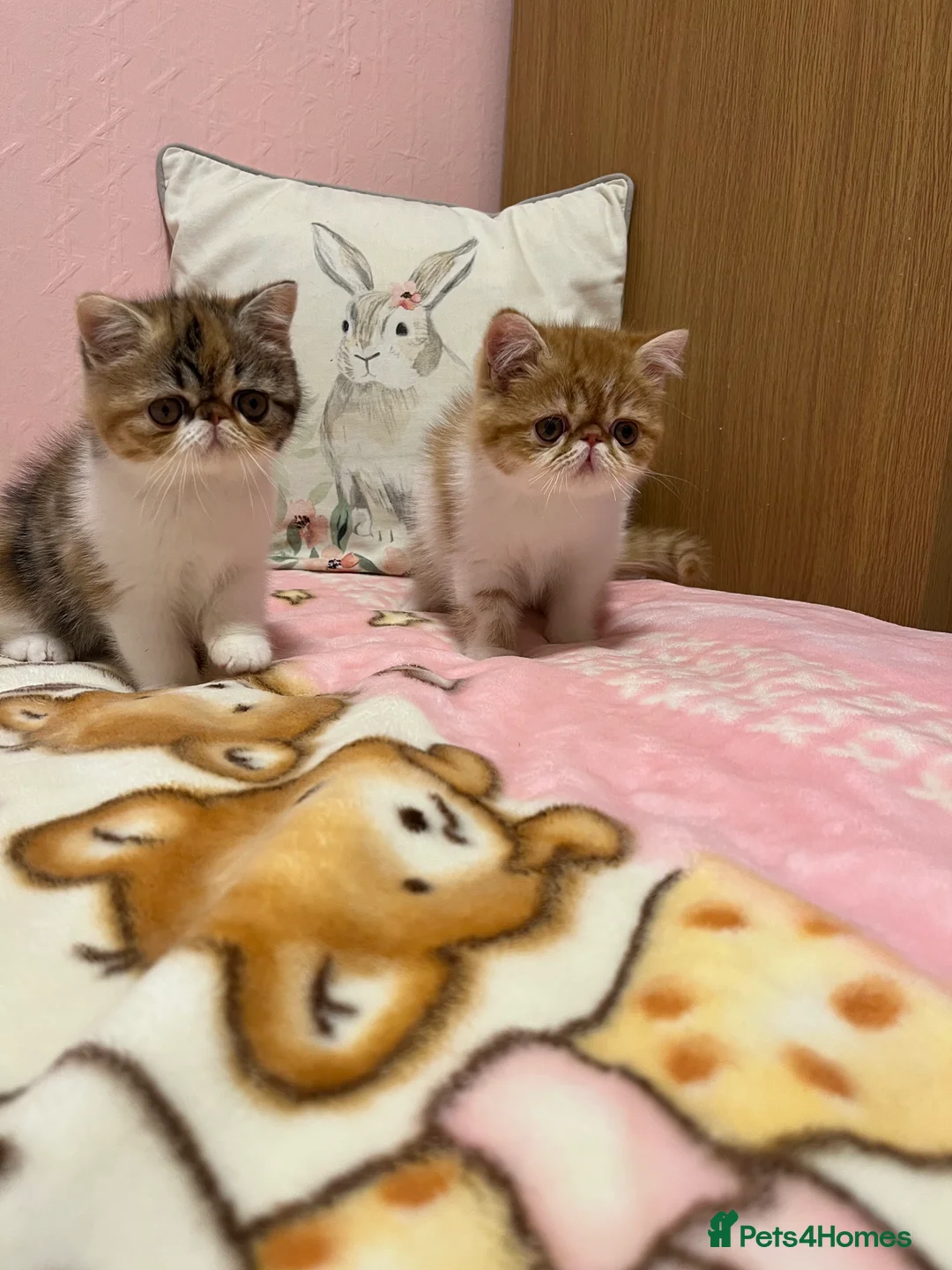 Exotic cats for sale: Exotic kittens  - Advert 25