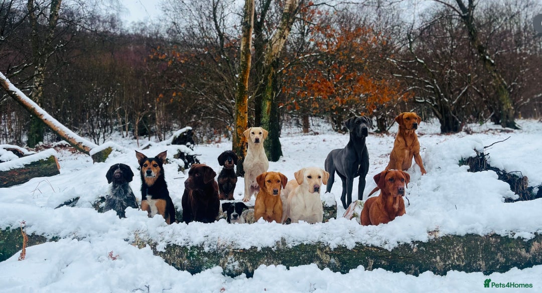 Labrador Retriever dogs for sale: Ready now!! Amazing red fox Labrador puppies  - Image 13
