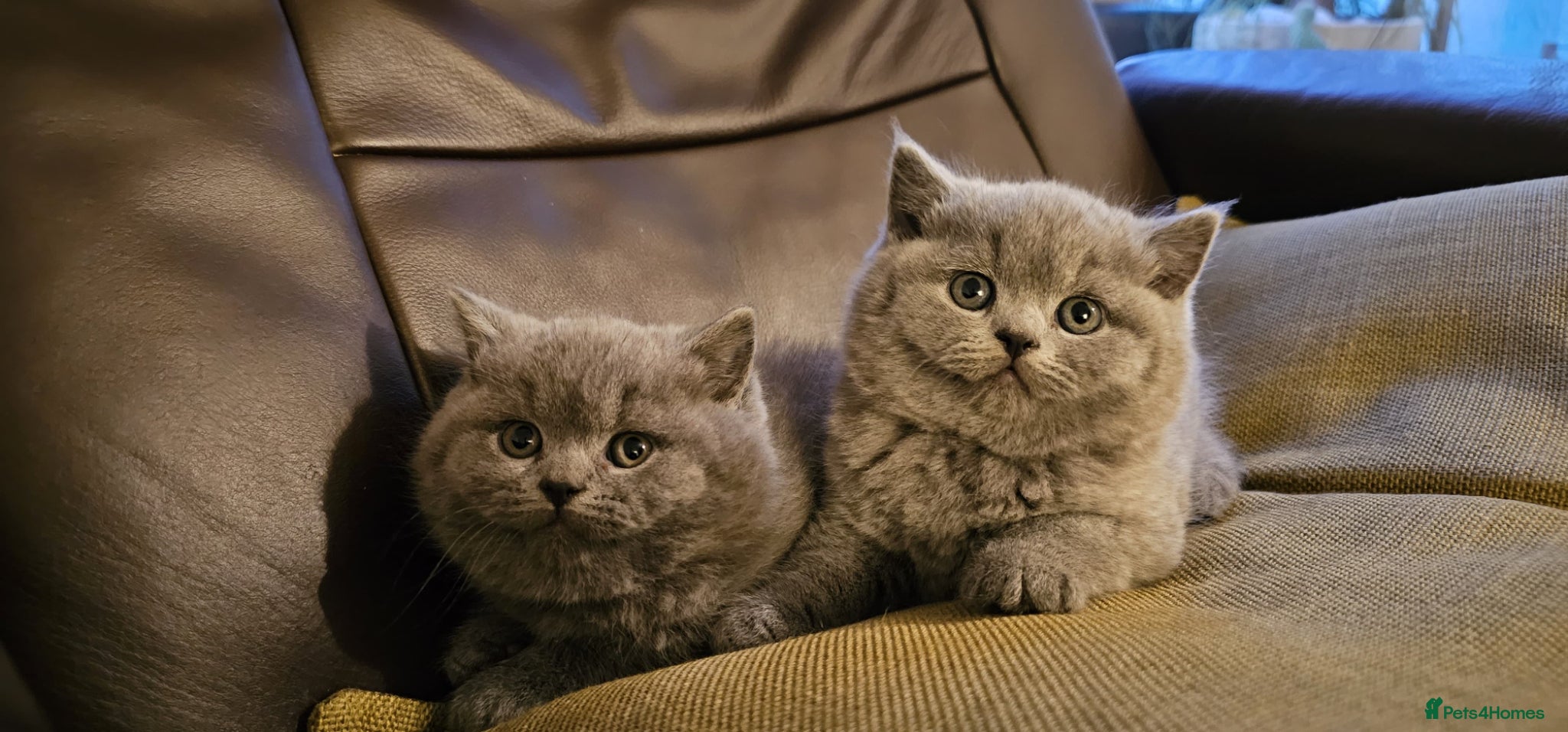 British Shorthair cats British shorthair kittens are ready for 5* homes  - Advert 1