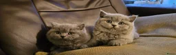 British Shorthair cats for sale: British shorthair kittens are ready for 5* homes  - Advert 1