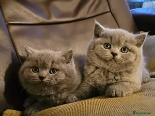 British Shorthair cats British shorthair kittens are ready for 5* homes - Advert 6