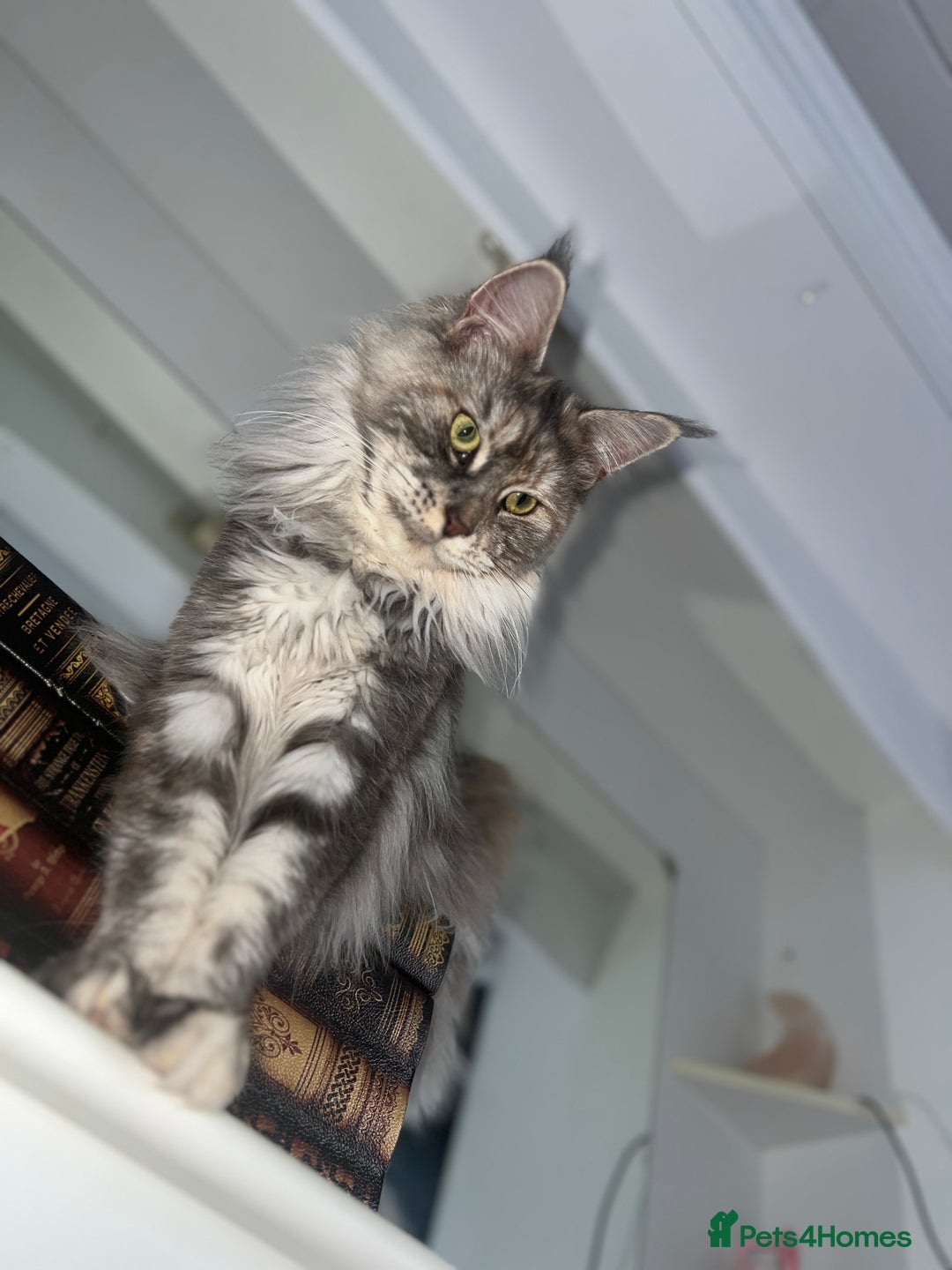Maine Coon cats for sale: Registered pedigree maine coon for sale - Advert 21