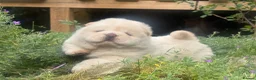 Chow Chow dogs for sale: Platinum chow chow  - Advert 6