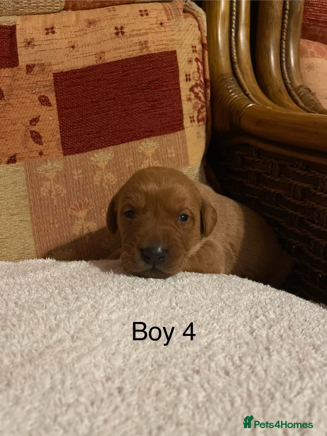 Labrador Retriever dogs for sale: KC Registered Fox Red Labrador Puppies  - Advert 5