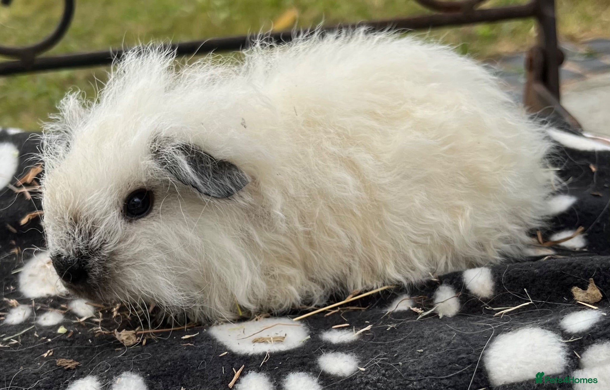 Guinea Pig rodents Guniea pigs - Advert 4