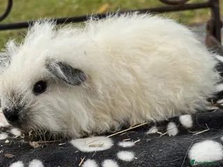 Guinea Pig rodents Guniea pigs - Advert 4