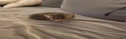 Mixed Breed cats for sale: Mixed bengal kittens  - Advert 4