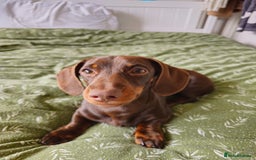 Miniature Dachshund dogs for sale: Handsome Wilbur for sale - miniature dachshund  - Image 4