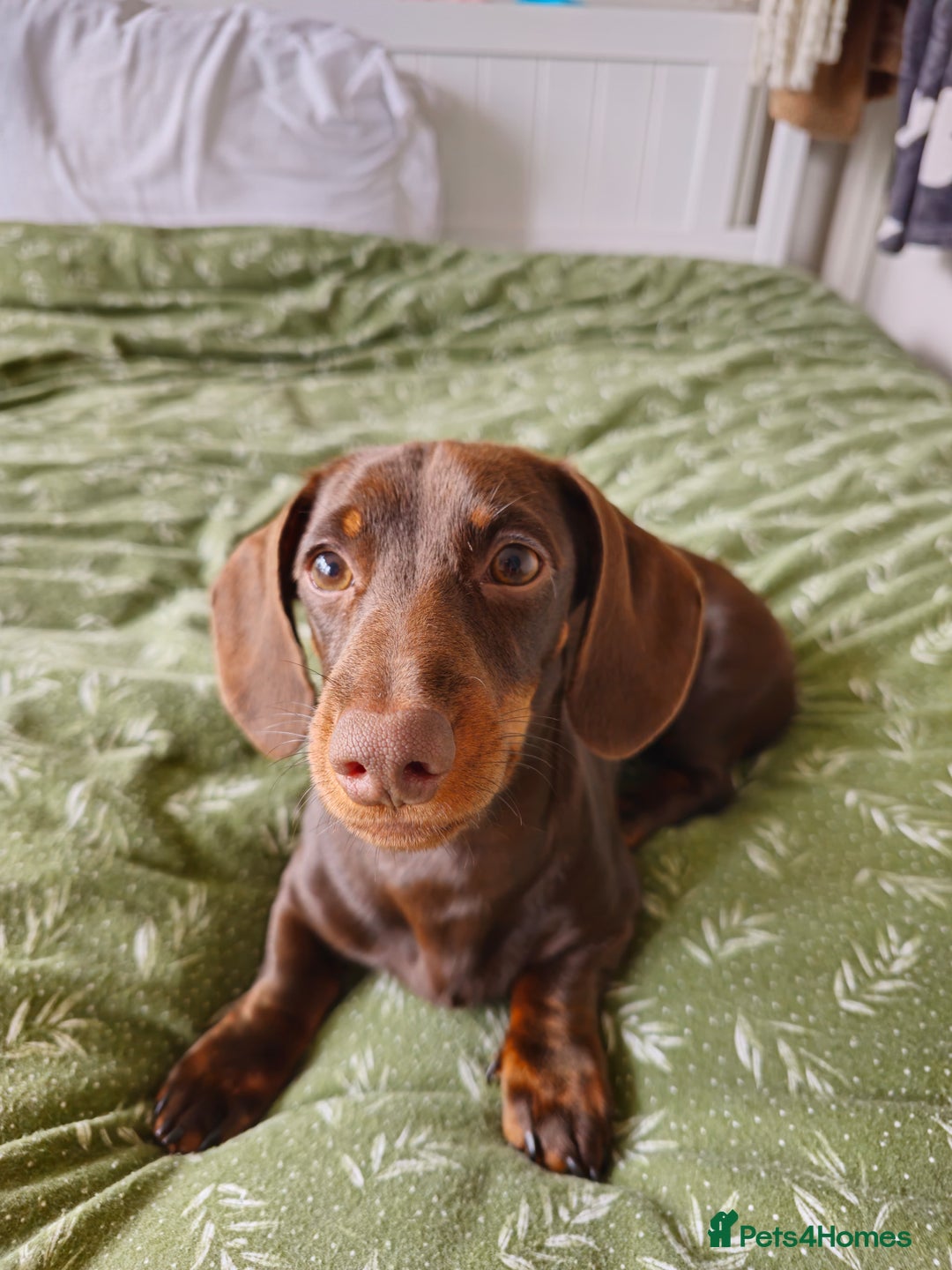 Miniature Dachshund dogs for sale: Handsome Wilbur for sale - miniature dachshund  - Image 4