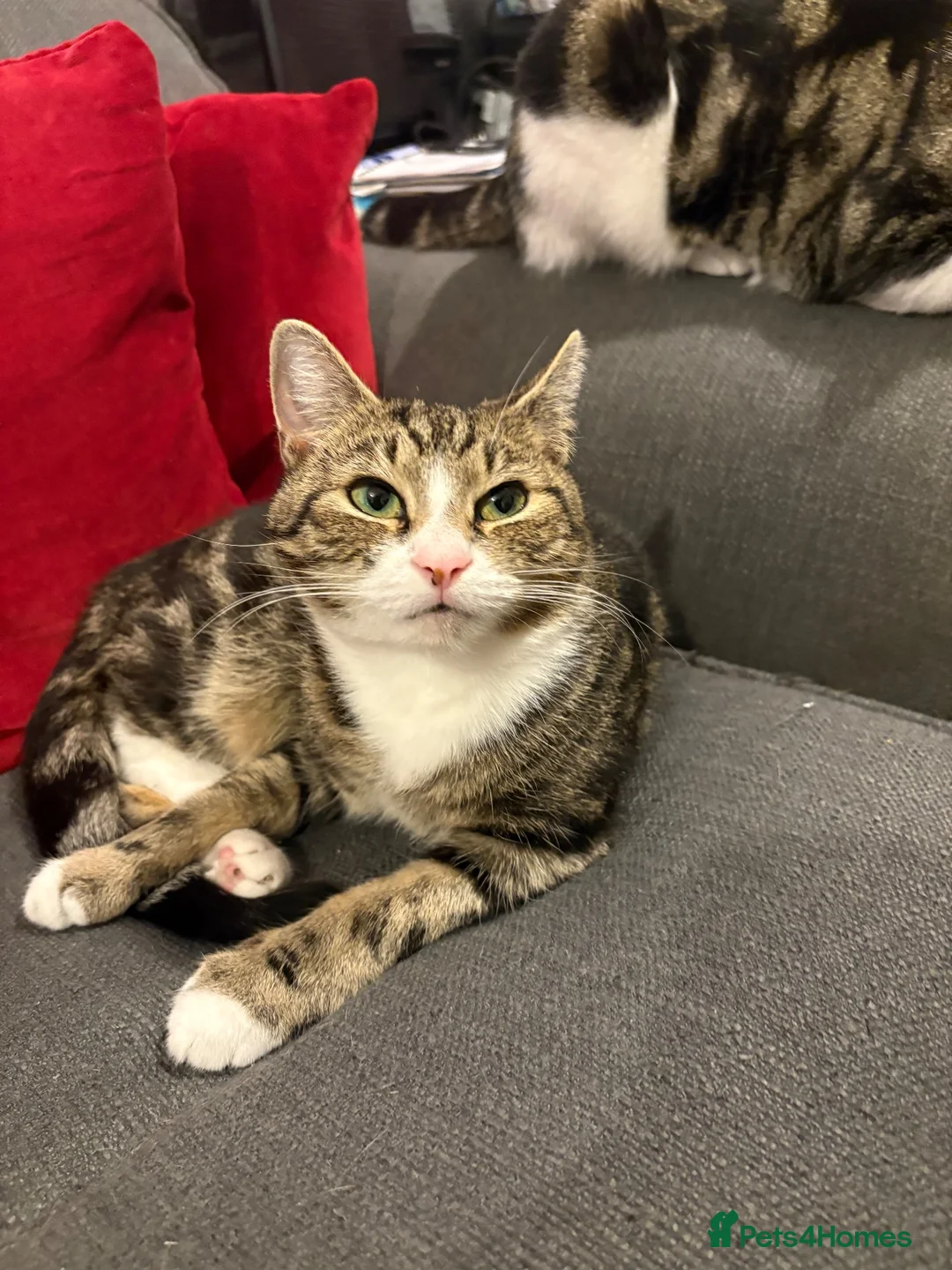 Mixed Breed cats for sale: Mixed male bengal kitten  - Advert 1