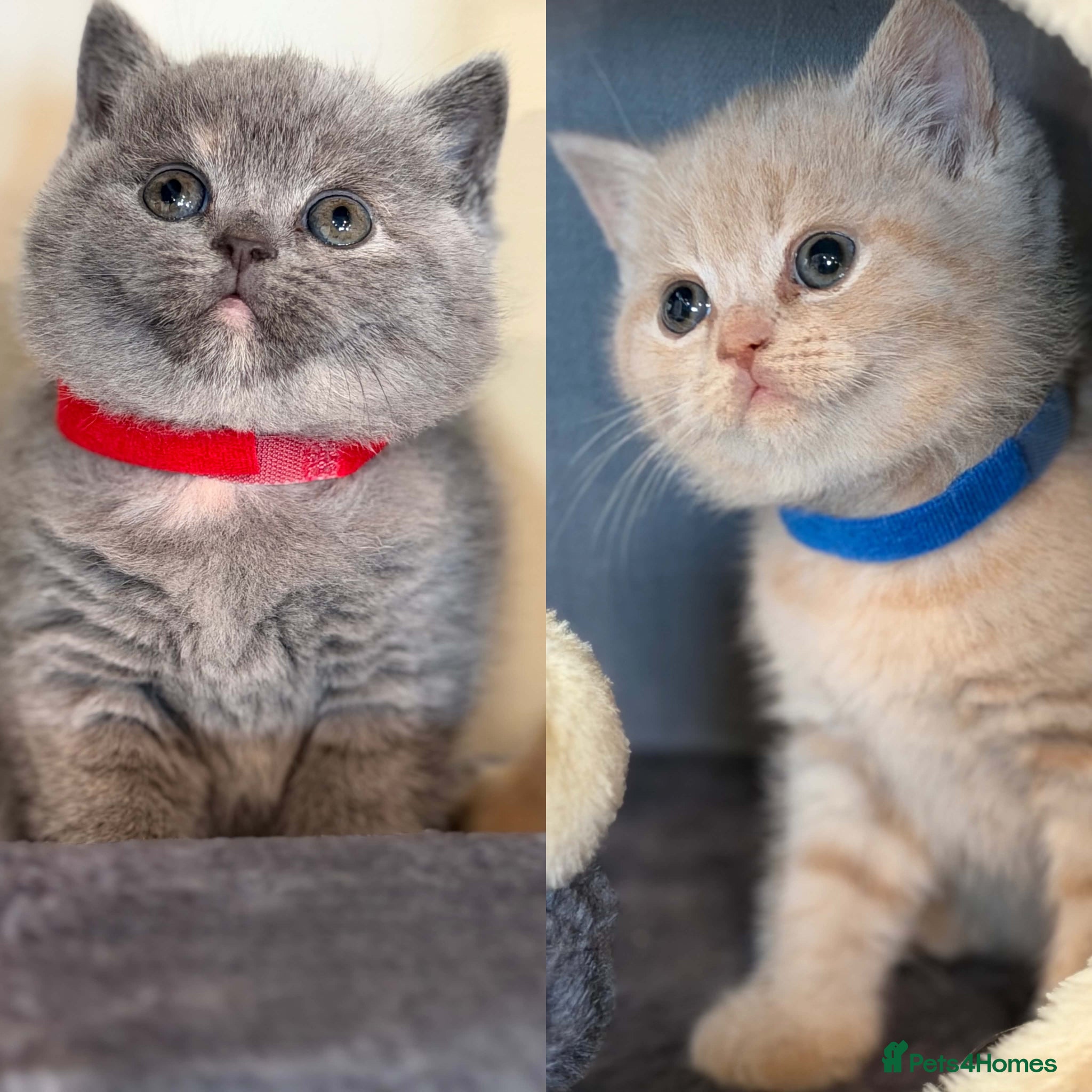 British Shorthair cats CHUNKY BSH KITTENS  - Advert 14