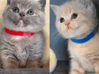 British Shorthair cats CHUNKY BSH KITTENS - Advert 14