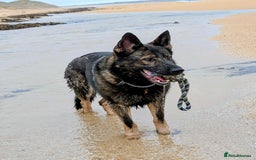 German Shepherd dogs for sale: 2 KC registered German Shepherd puppies for sale in Ellon - Image 4