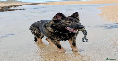 German Shepherd dogs in Ellon - Advert 7