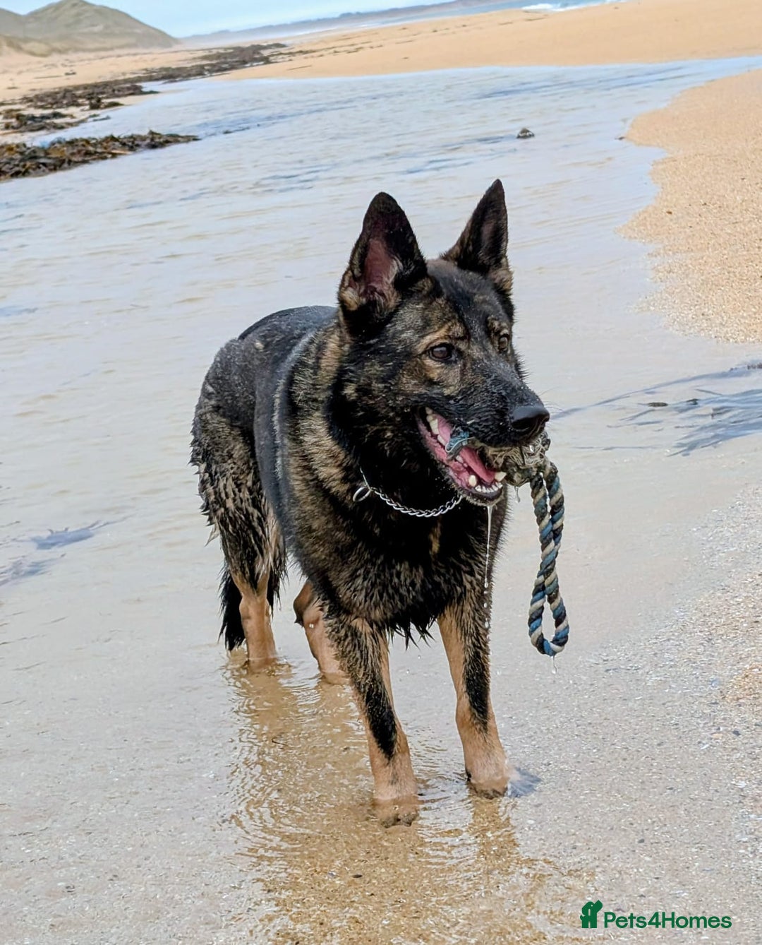 German Shepherd dogs for sale: 2 KC registered German Shepherd puppies for sale in Ellon - Image 4