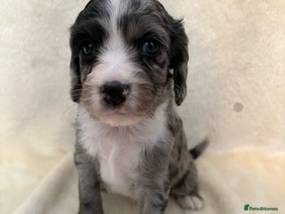 Sprocker dogs ✨Stunning Sprocker pups ✨ ready 16th December - Advert 18