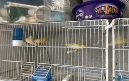 Canaries birds for sale: Yellow Diamorphic Canaries  - Image 6