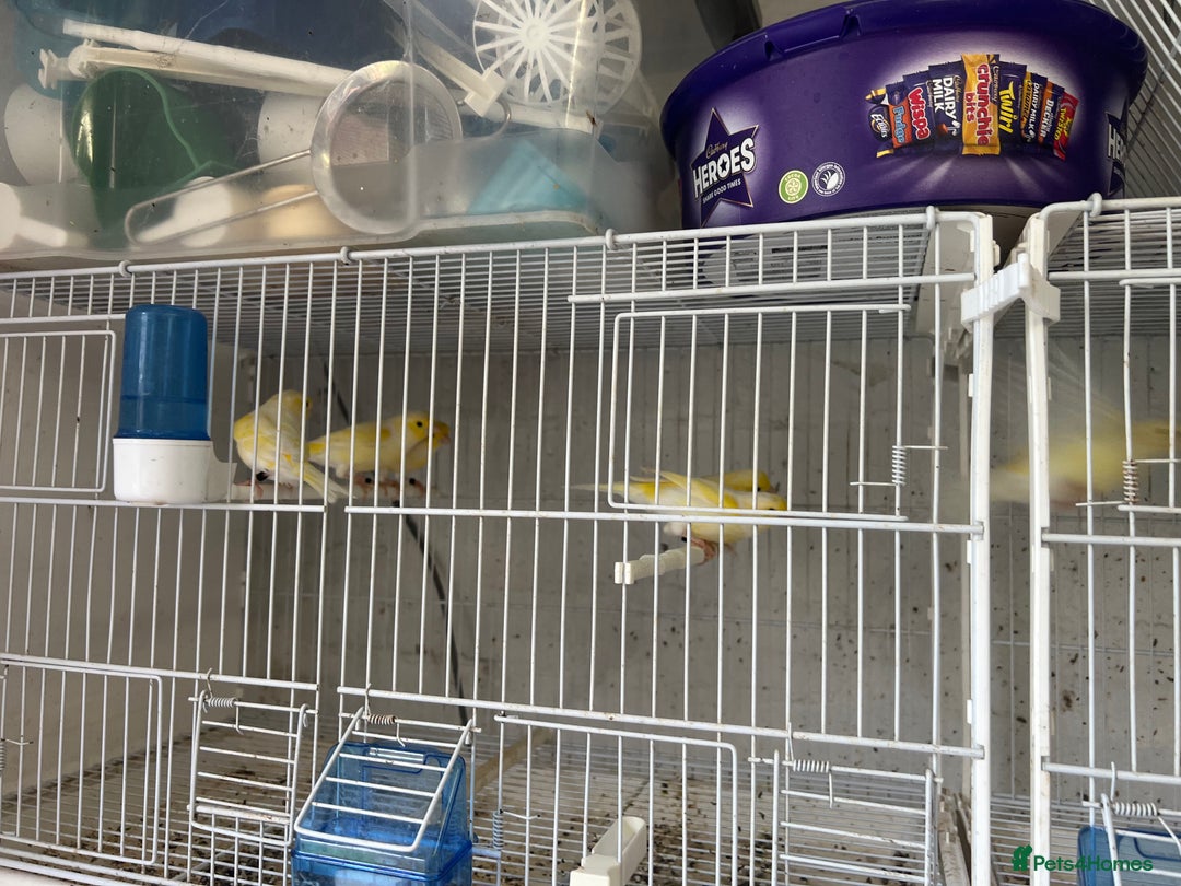 Canaries birds for sale: Yellow Diamorphic Canaries  - Image 6