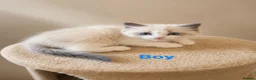 Ragdoll cats for sale: Bicolour ragdoll kittens  - Advert 12