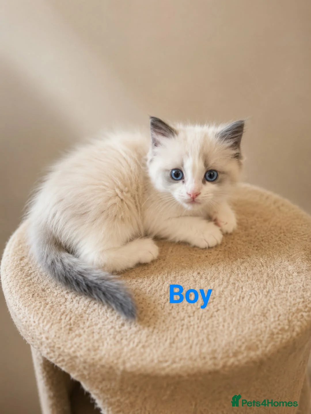 Ragdoll cats for sale: Bicolour ragdoll kittens  - Advert 12