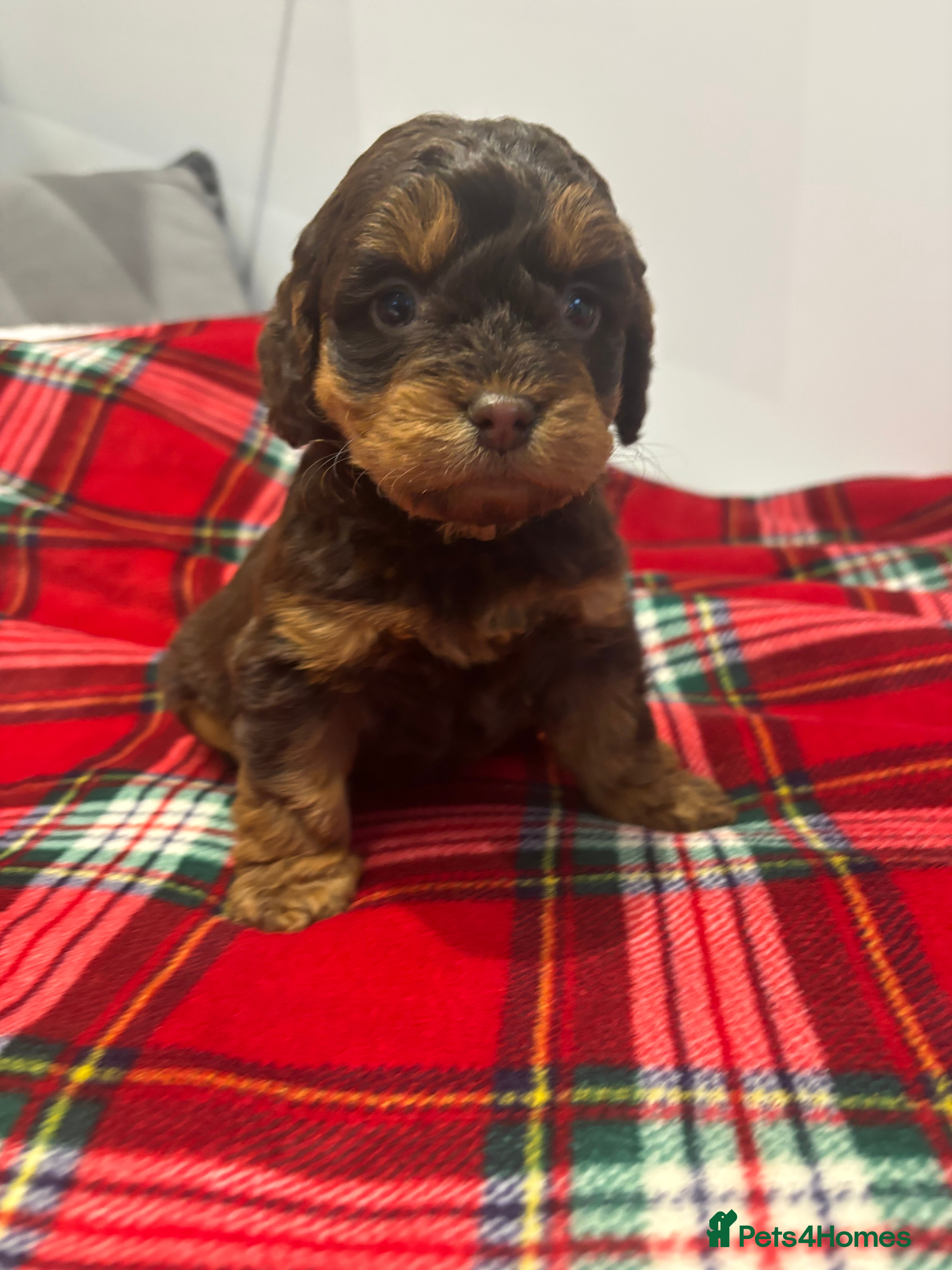 Cockapoo dogs F1 cockapoos - Advert 4