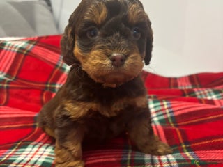 Cockapoo dogs F1 cockapoos - Advert 3