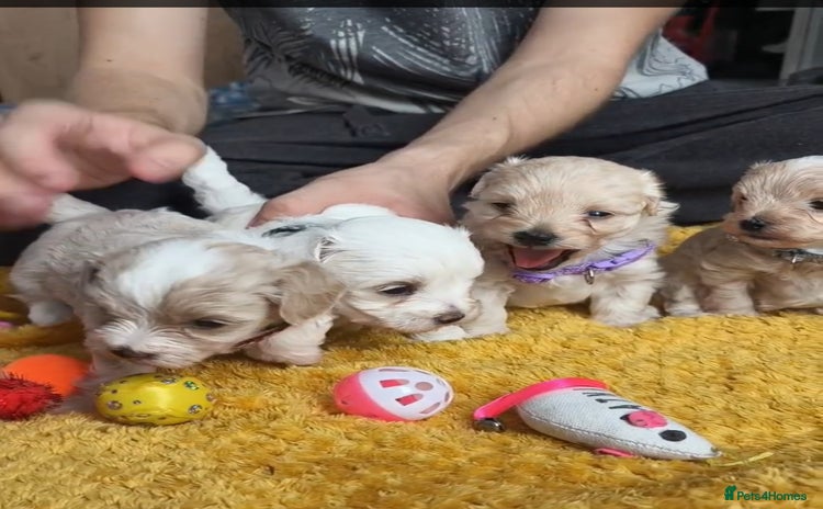 Maltipoo dogs - Advert 1