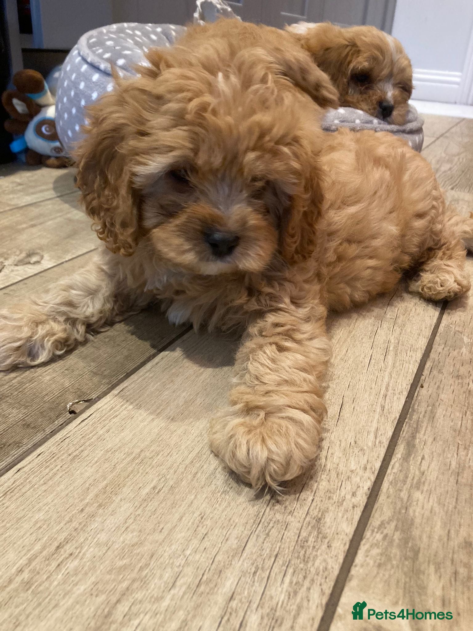 Cavapoo dogs Gorgeous Cavapoo Puppies - Advert 1