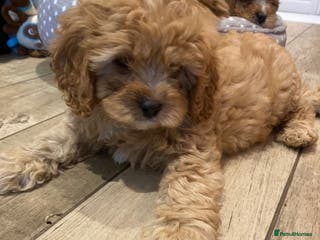 Cavapoo dogs Gorgeous Cavapoo Puppies - Advert 1
