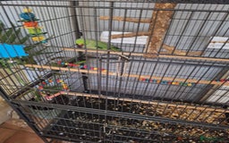 Parrots birds for sale: Ring neck parrot - Image 3