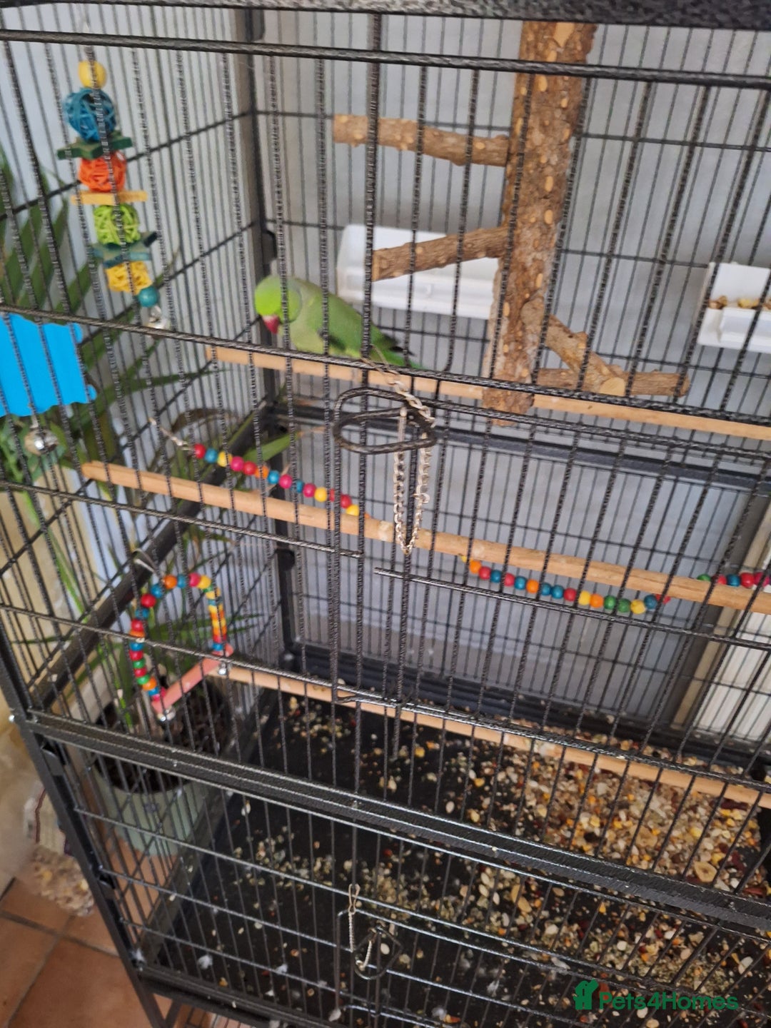 Parrots birds for sale: Ring neck parrot - Image 3