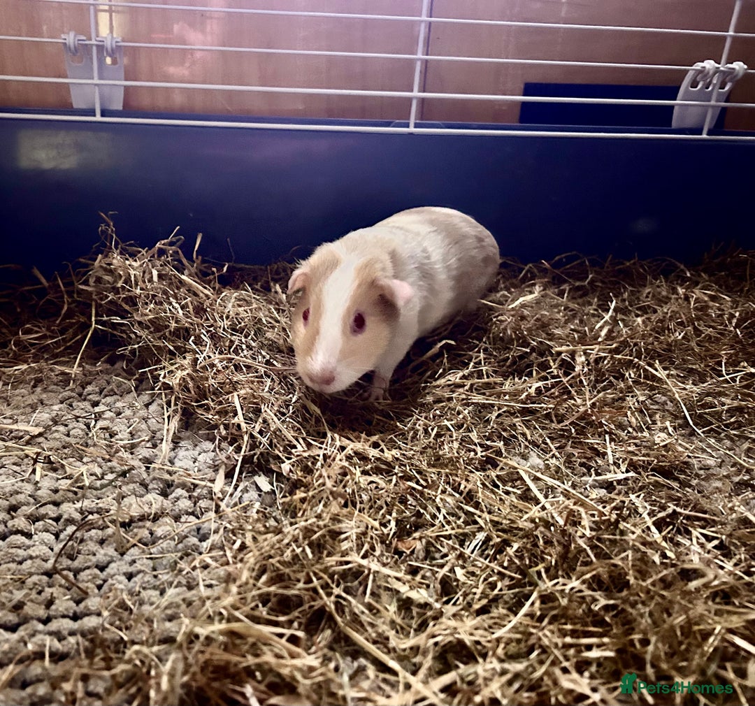 Guinea Pig rodents for sale: Female Guinea pigs for sale  - Image 4