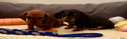 Miniature Dachshund dogs for sale: Vanitonia Miniature Smooth Dachshunds   - Advert 15
