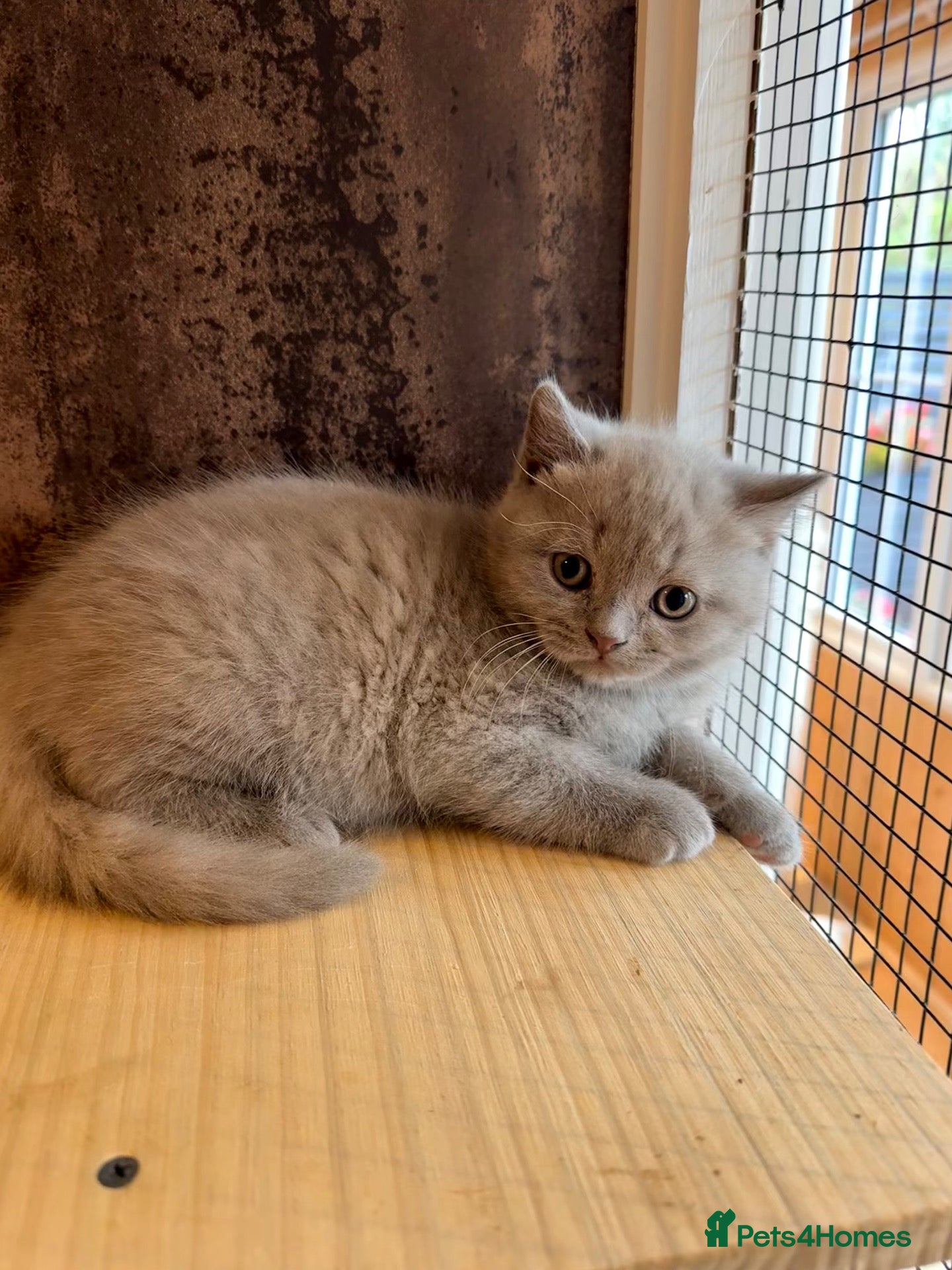 British Shorthair cats 🐾 British shorthair kitten for sale 🐾 - Advert 1