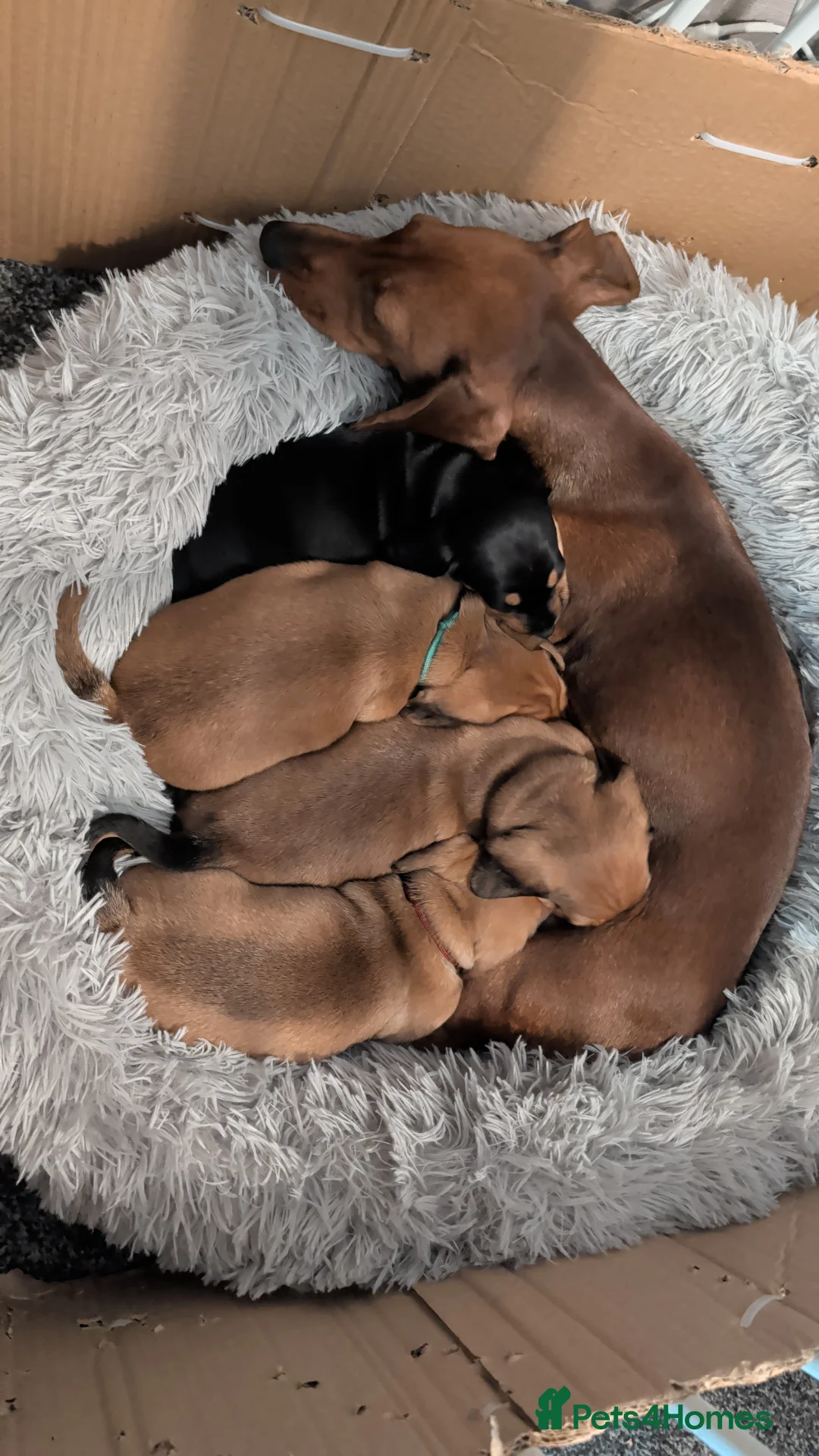 Mixed Breed dogs for sale: Dachshund cross pug puppies in Huddersfield - Advert 17