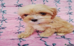 Cavapoo dogs for sale: Exceptional cavapoo puppies  - Image 22