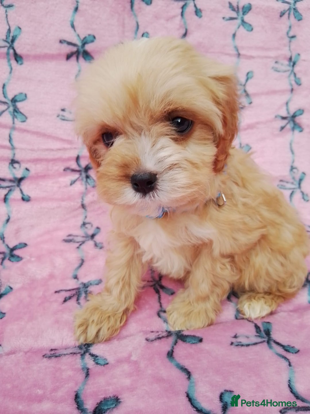 Cavapoo dogs for sale: Exceptional cavapoo puppies  - Image 22
