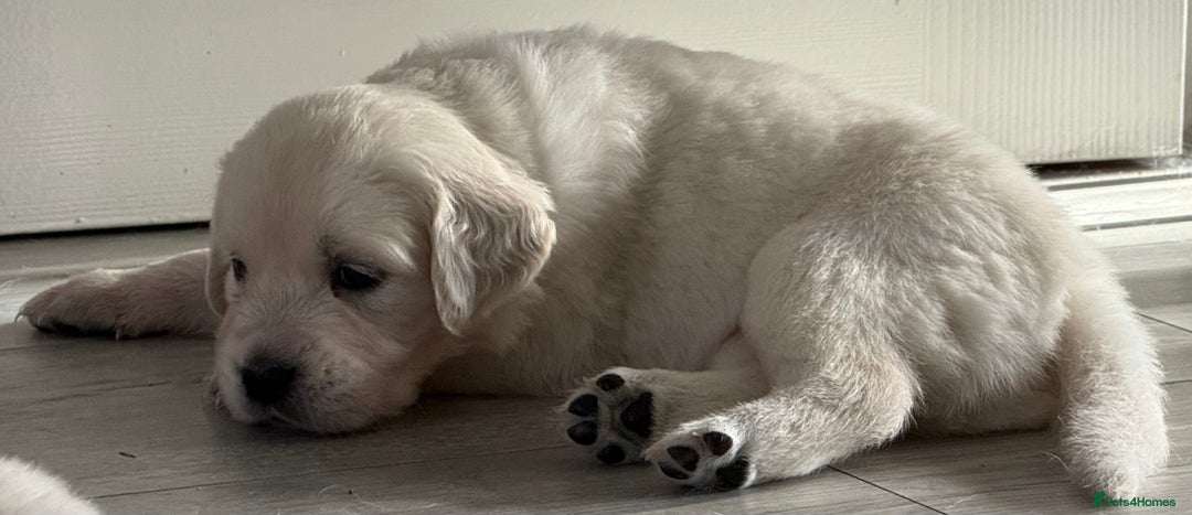 Golden Retriever dogs for sale: Golden Retriever Puppies 4 boys & 3 girls  - Image 10