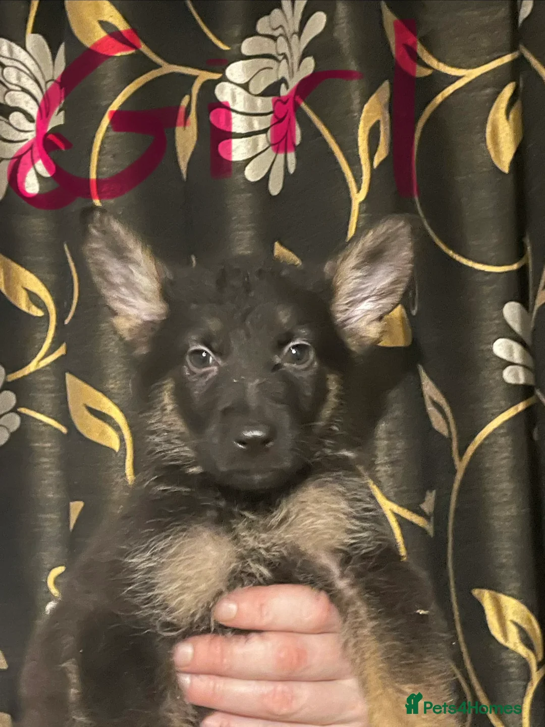 German Shepherd dogs for sale: German shepherd puppies ready now  in Sheffield - Advert 17