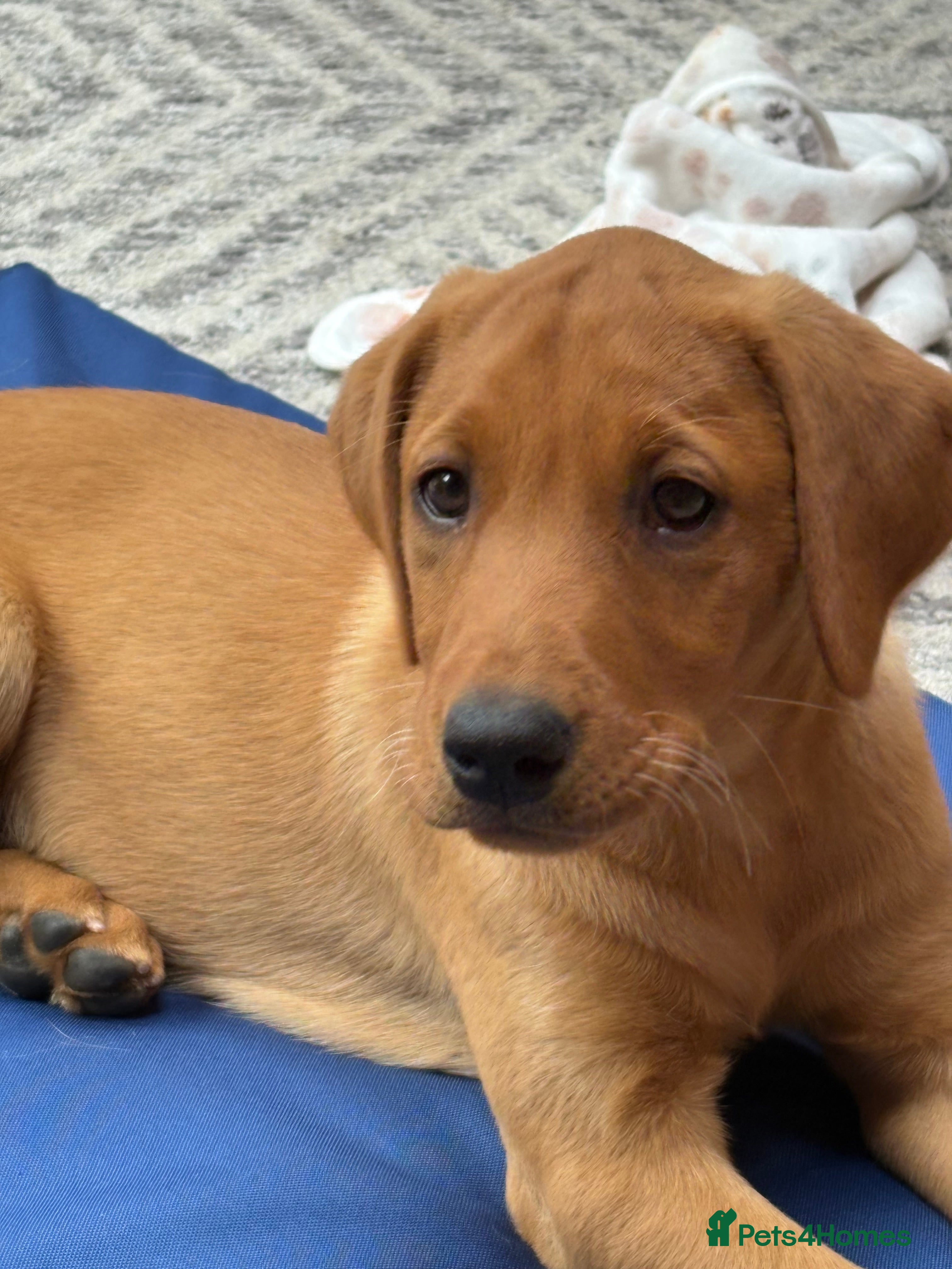 Labrador Retriever dogs 2 Girls available  - Advert 2